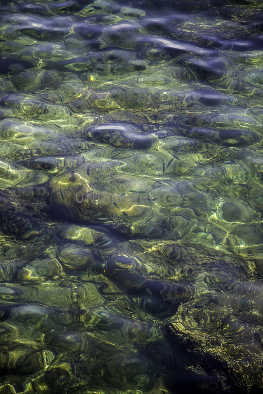 Fish in the sea, detail of marine life