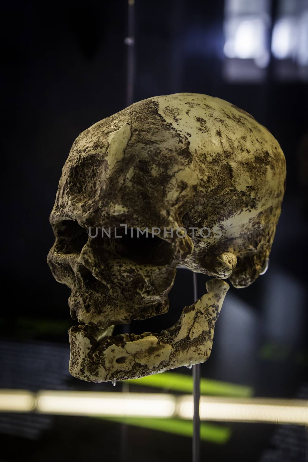 Human prehistoric skull, detail of archeology, history of mankind