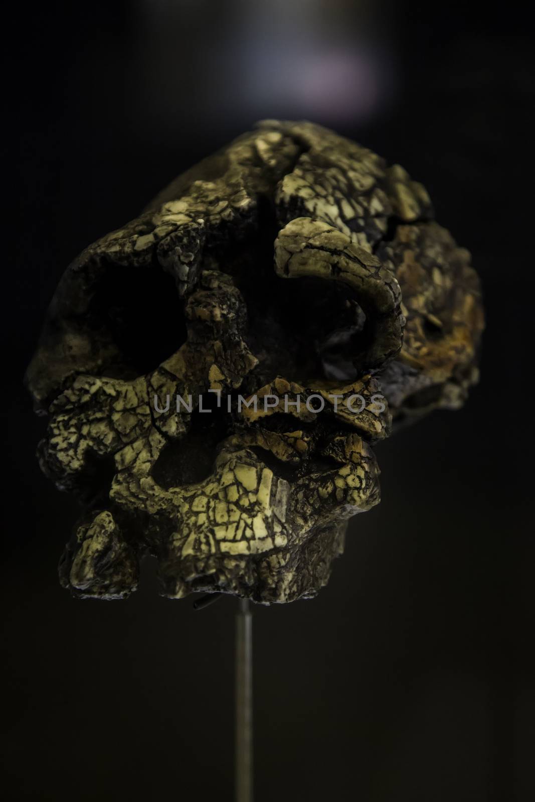 Human prehistoric skull, detail of archeology, history of mankind