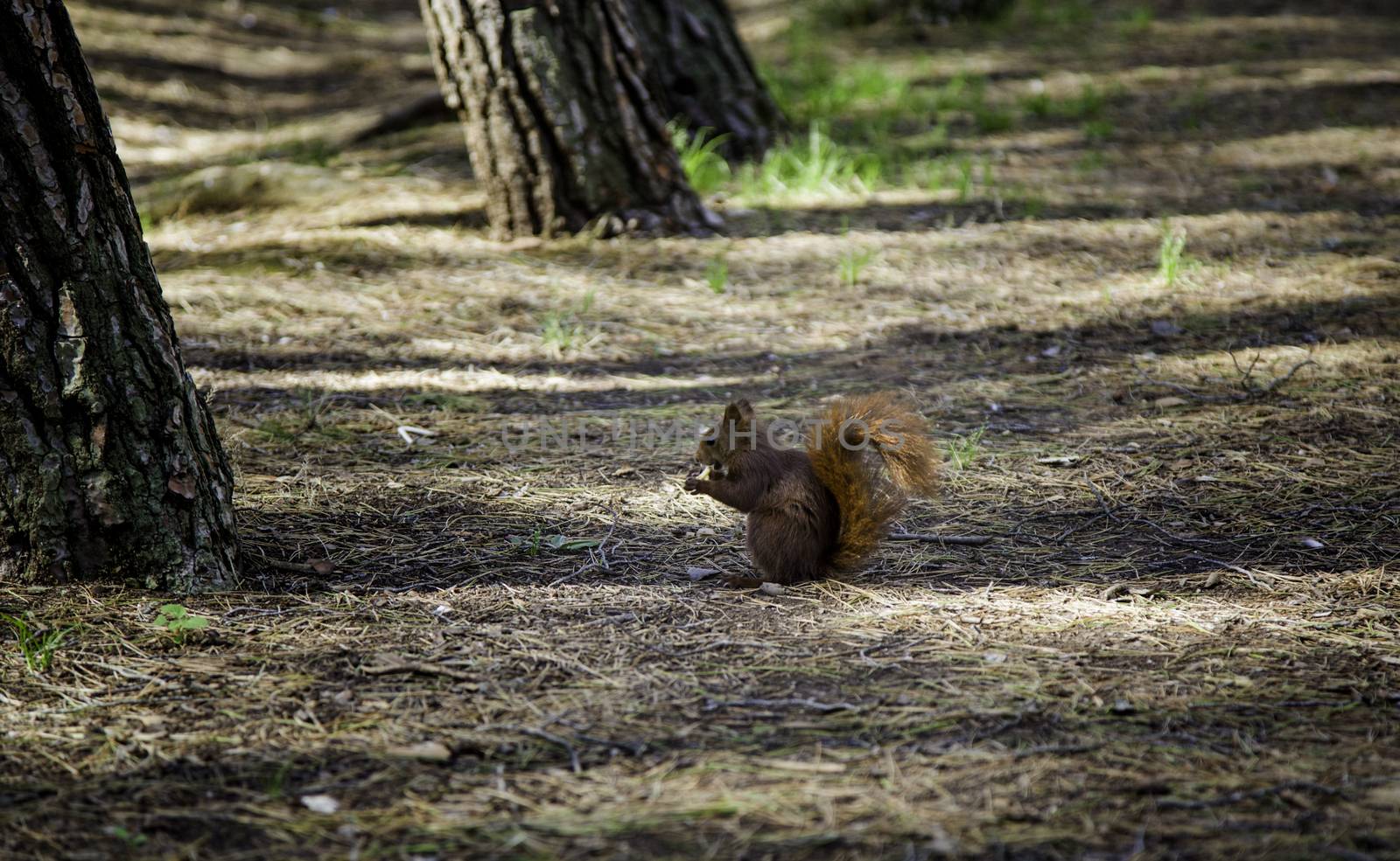 Squirrel in the forest, detail of wild animal in freedom, nature