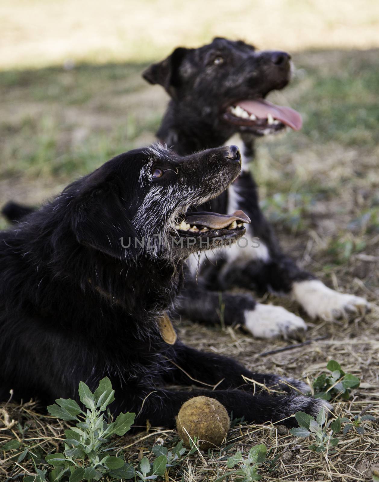 Dog with ball to play, game detail and fun, pet