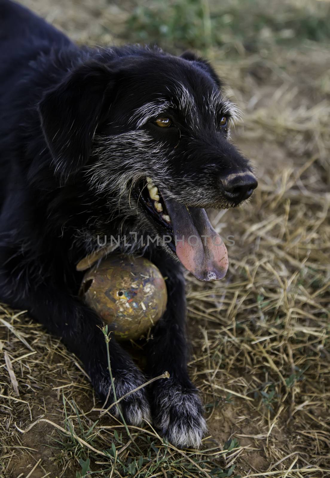 Dog with ball to play, game detail and fun, pet