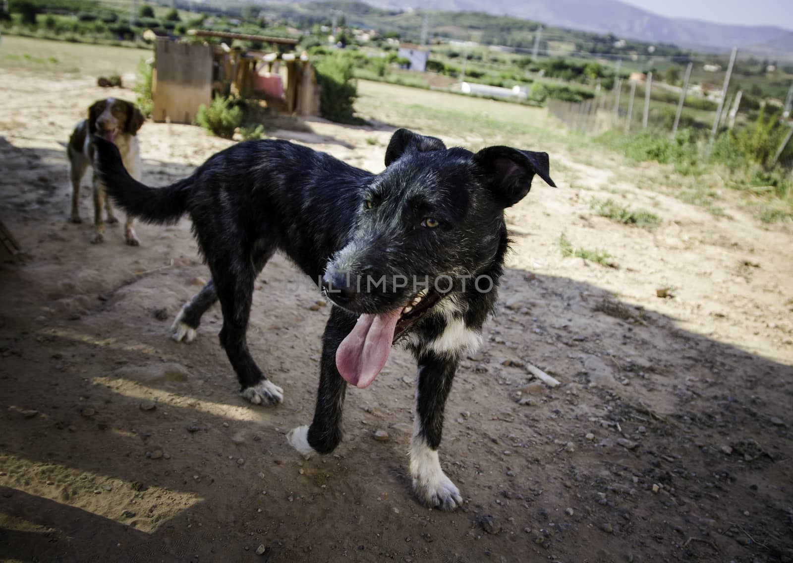 Abandoned dogs, detail of animals for adoption