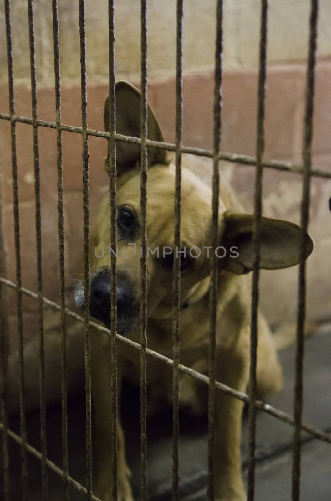 Abandoned and caged dogs by esebene