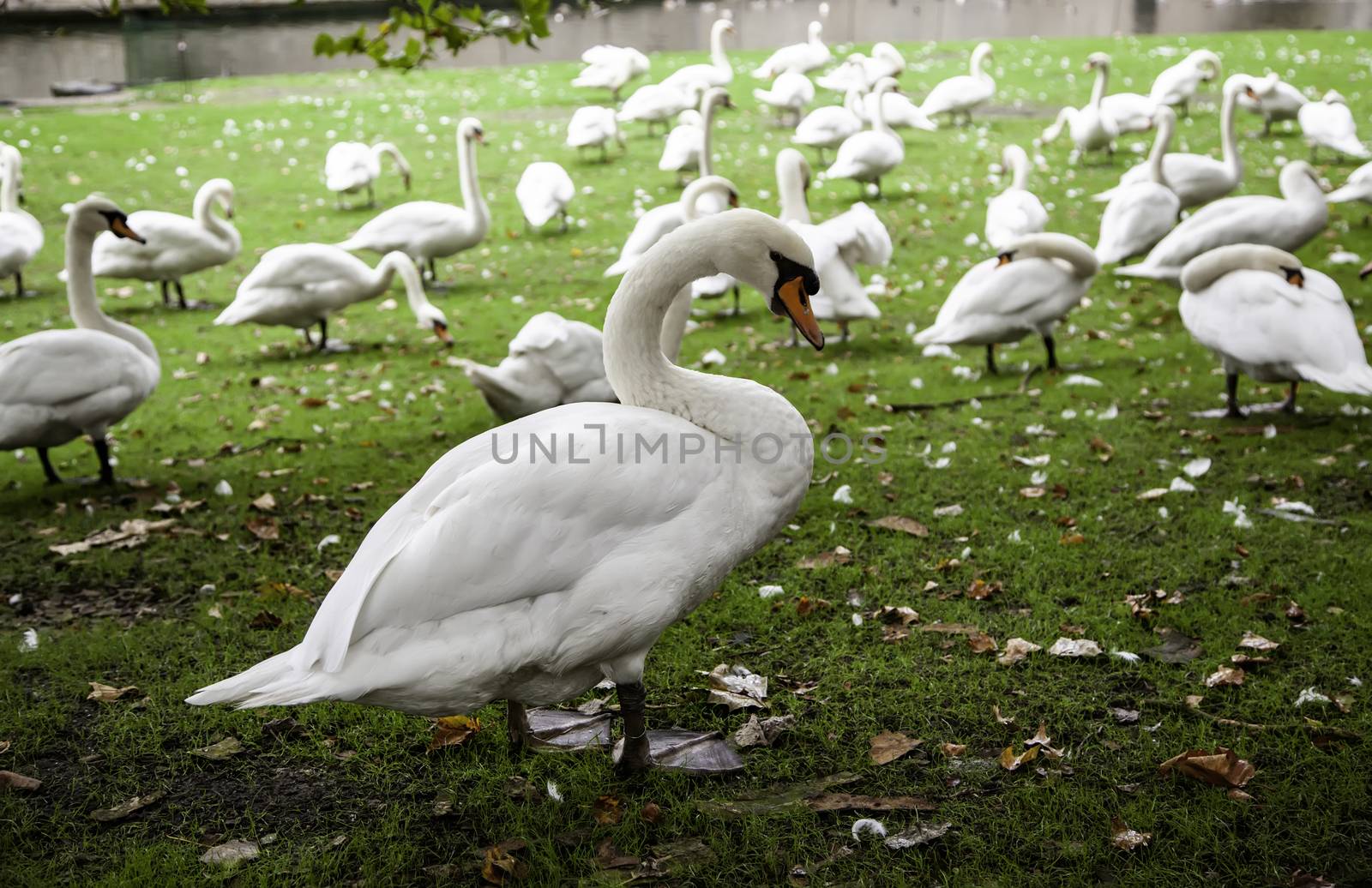 Swans in Bruges, detail of protected animals, tourism in Belgium