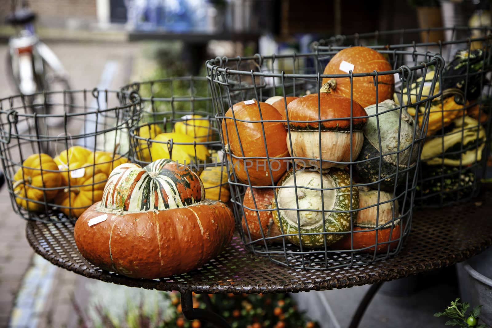 Orange Halloween pumpkins, fresh vegetable detail