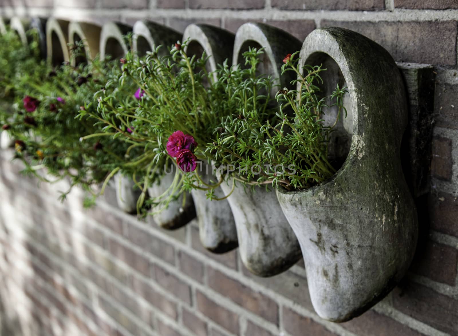 Dutch clogs craftsmen, manufacture of traditional footwear for the field