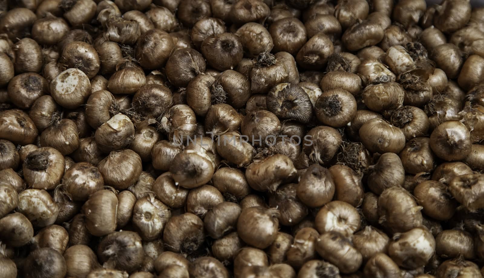 Bulbs in a market, detail of plants and seeds