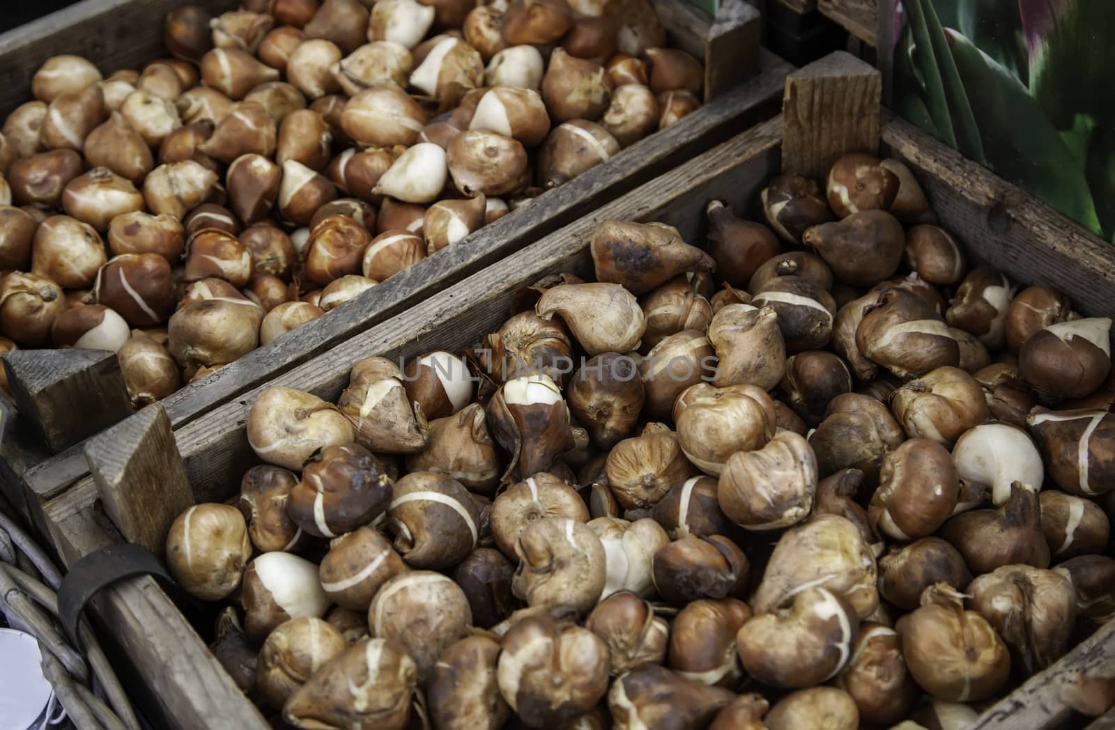 Bulbs in a market, detail of plants and seeds