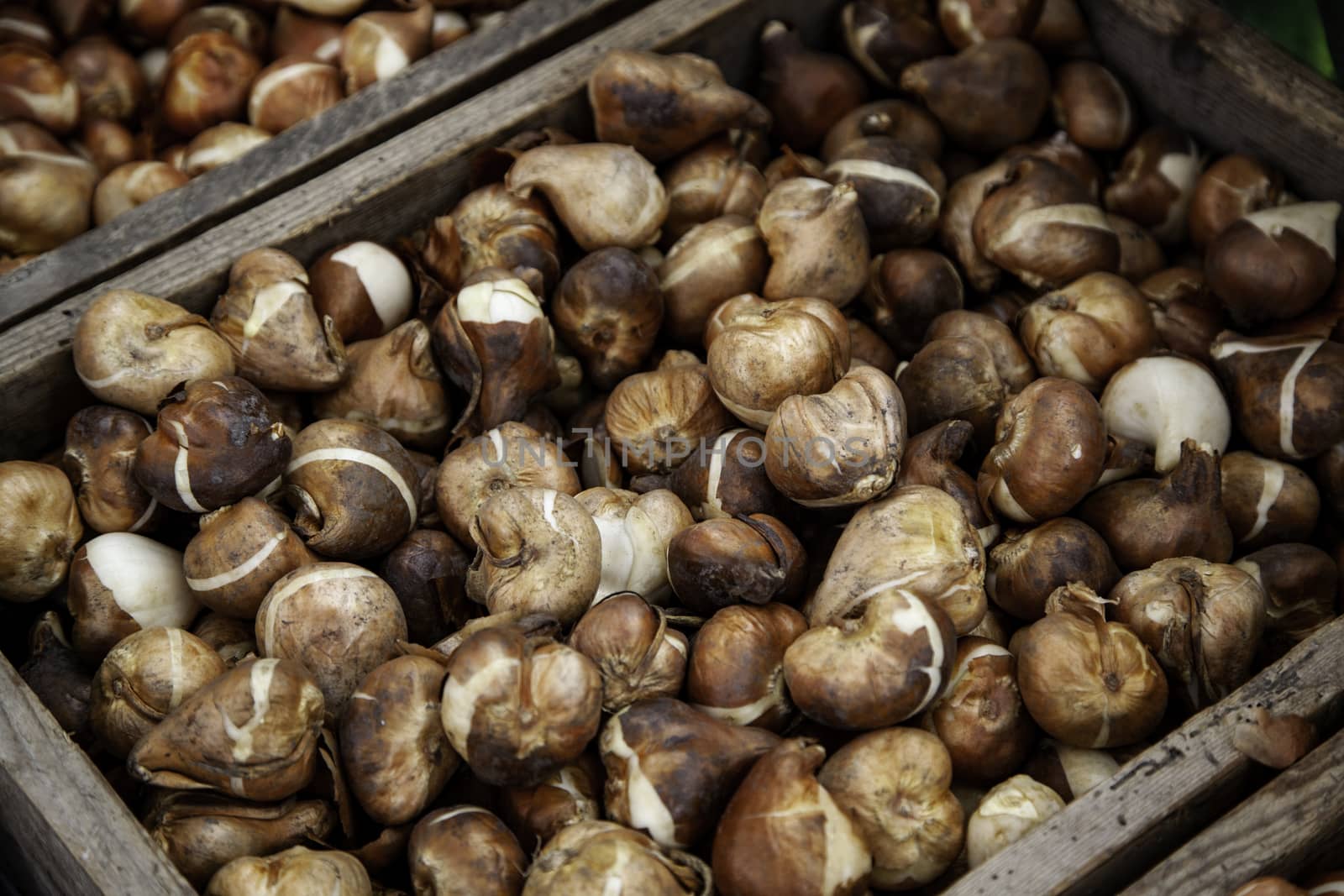 Bulbs in a market, detail of plants and seeds