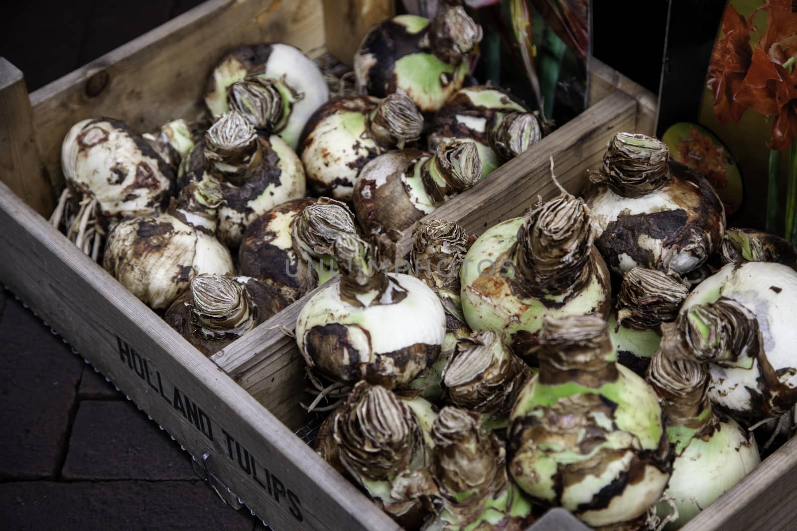 Bulbs in a market, detail of plants and seeds
