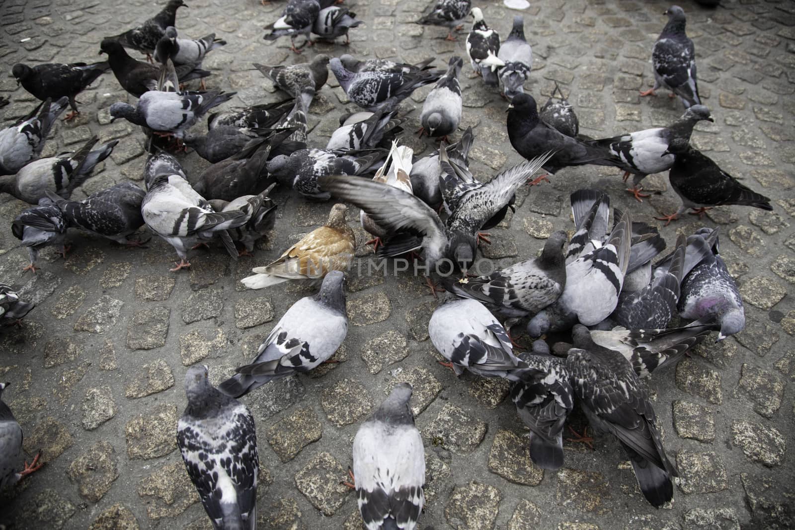 Pigeons in the square by esebene