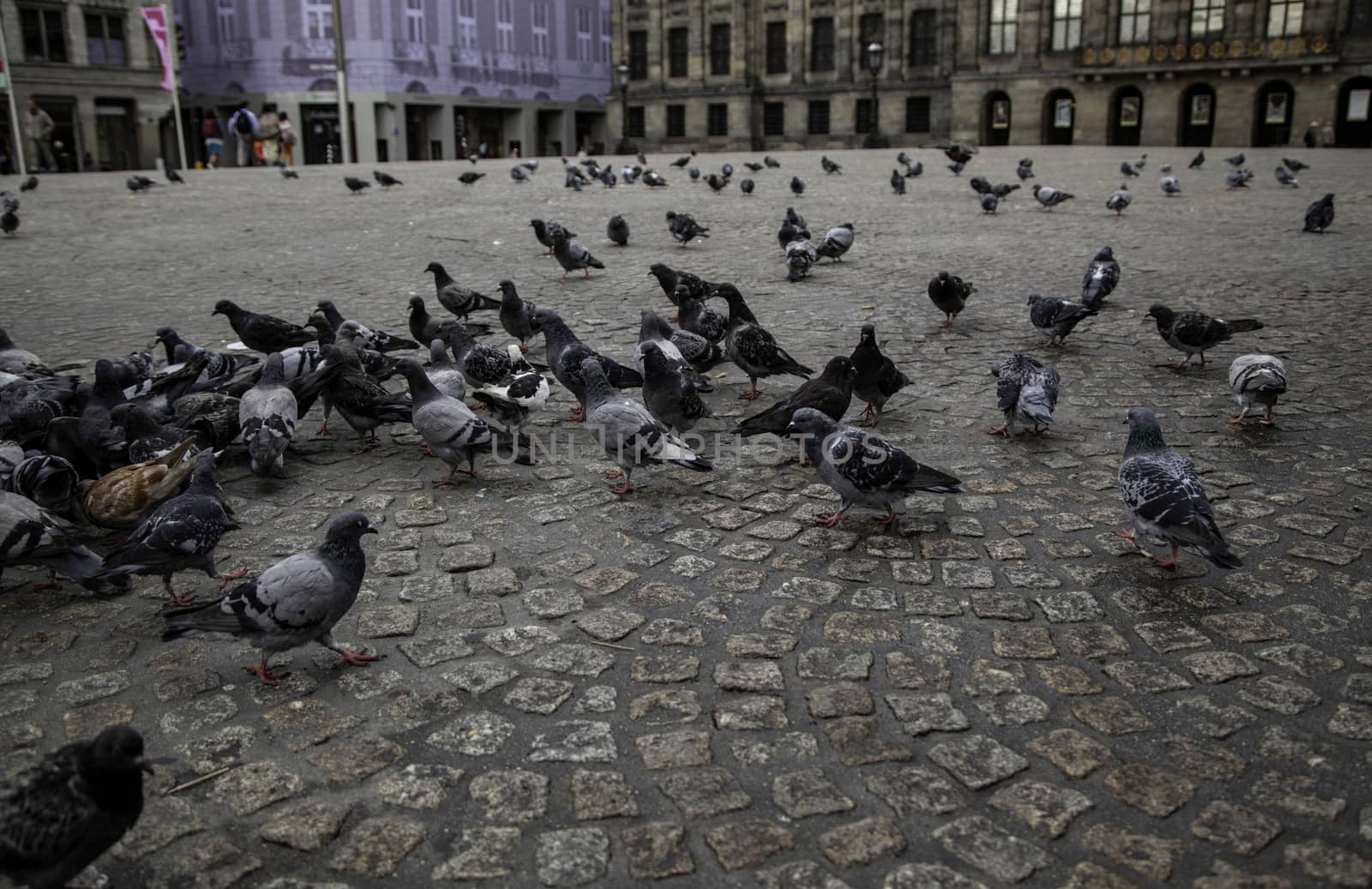 Pigeons in the square, detail of birds alimentandose