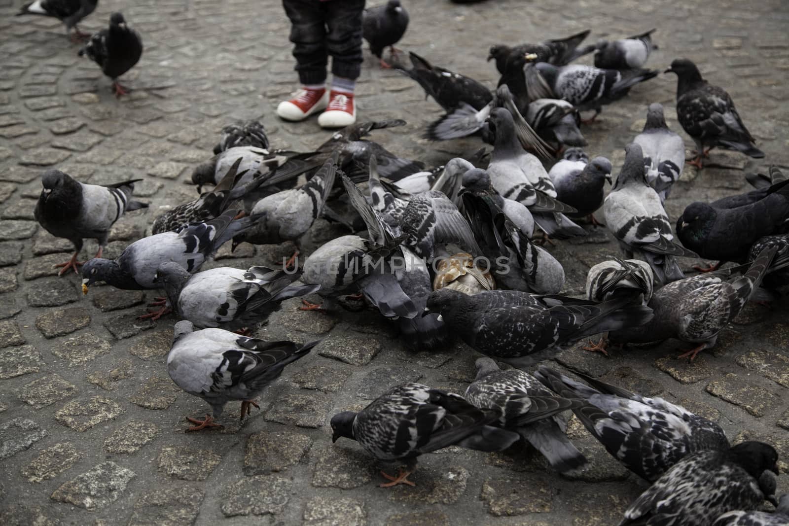 Pigeons in the square, detail of birds alimentandose