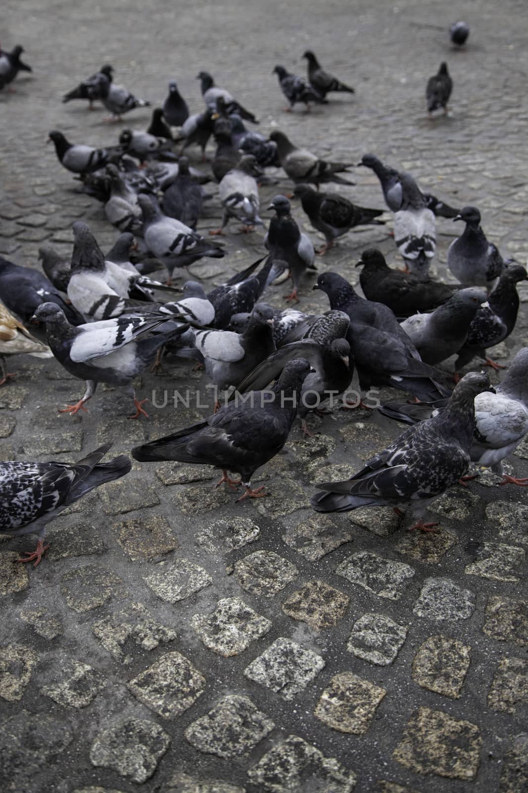 Pigeons in the square, detail of birds alimentandose