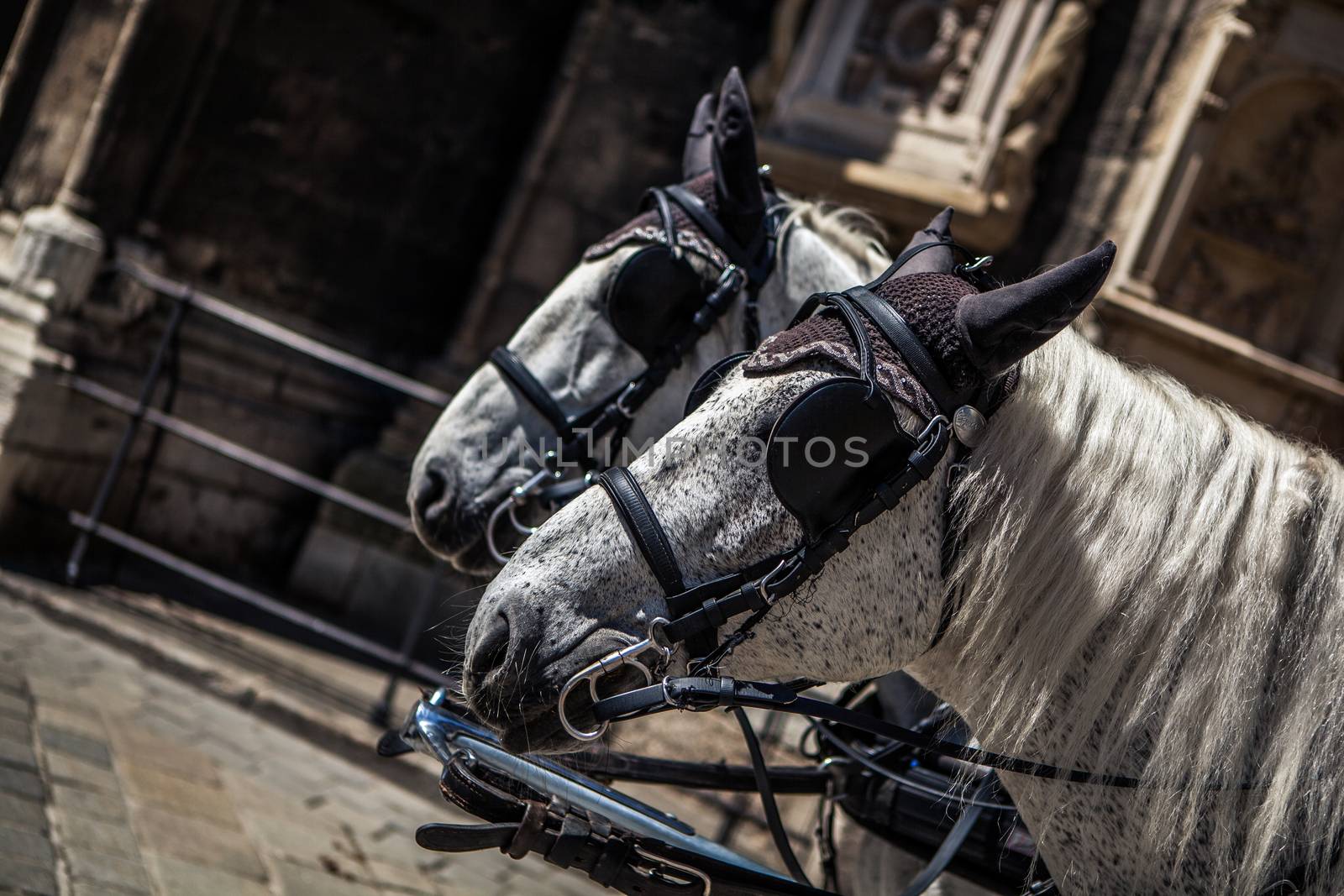 horses on historic centre  square, tourism monument by fotoduki