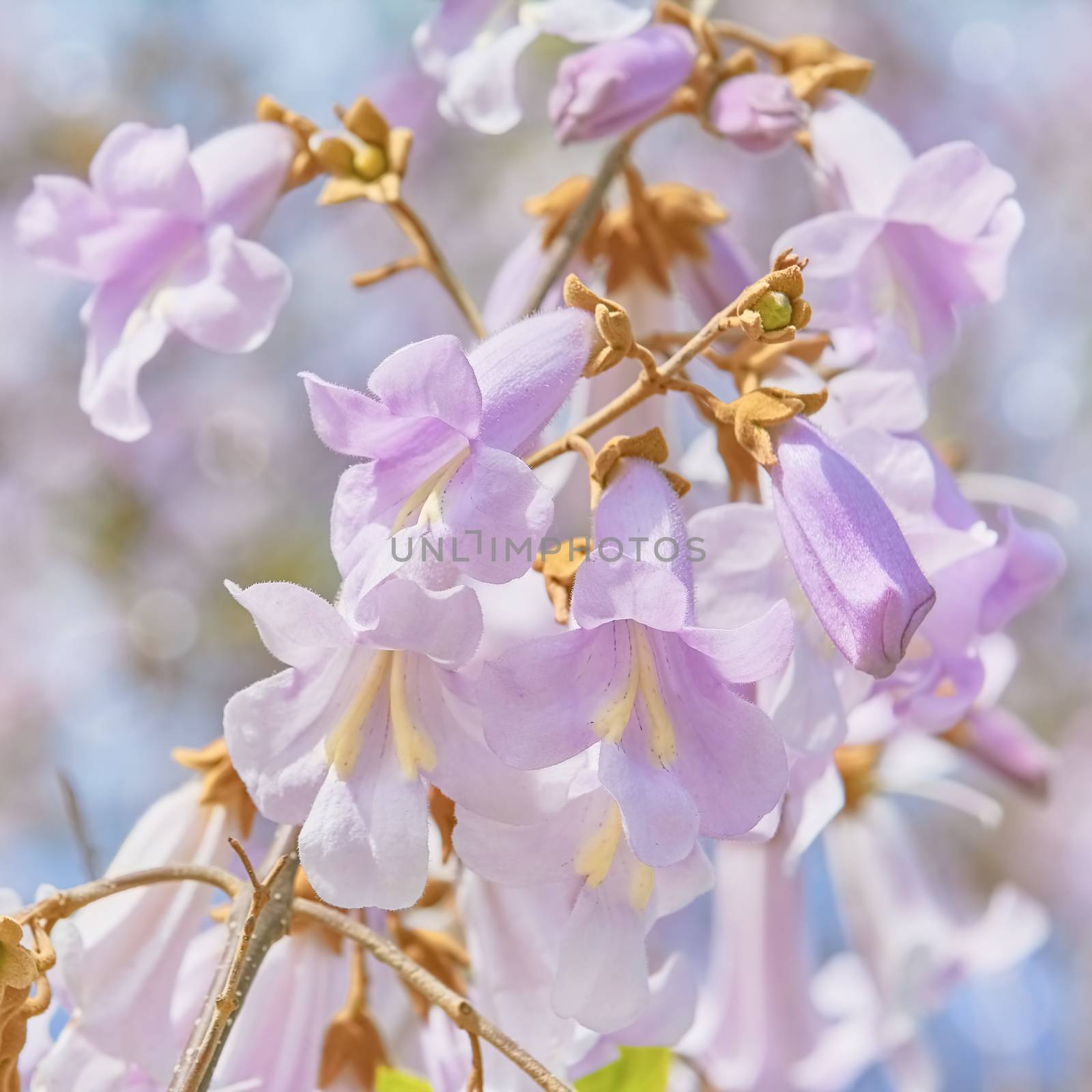 Paulownia Fortunei Flowers by SNR