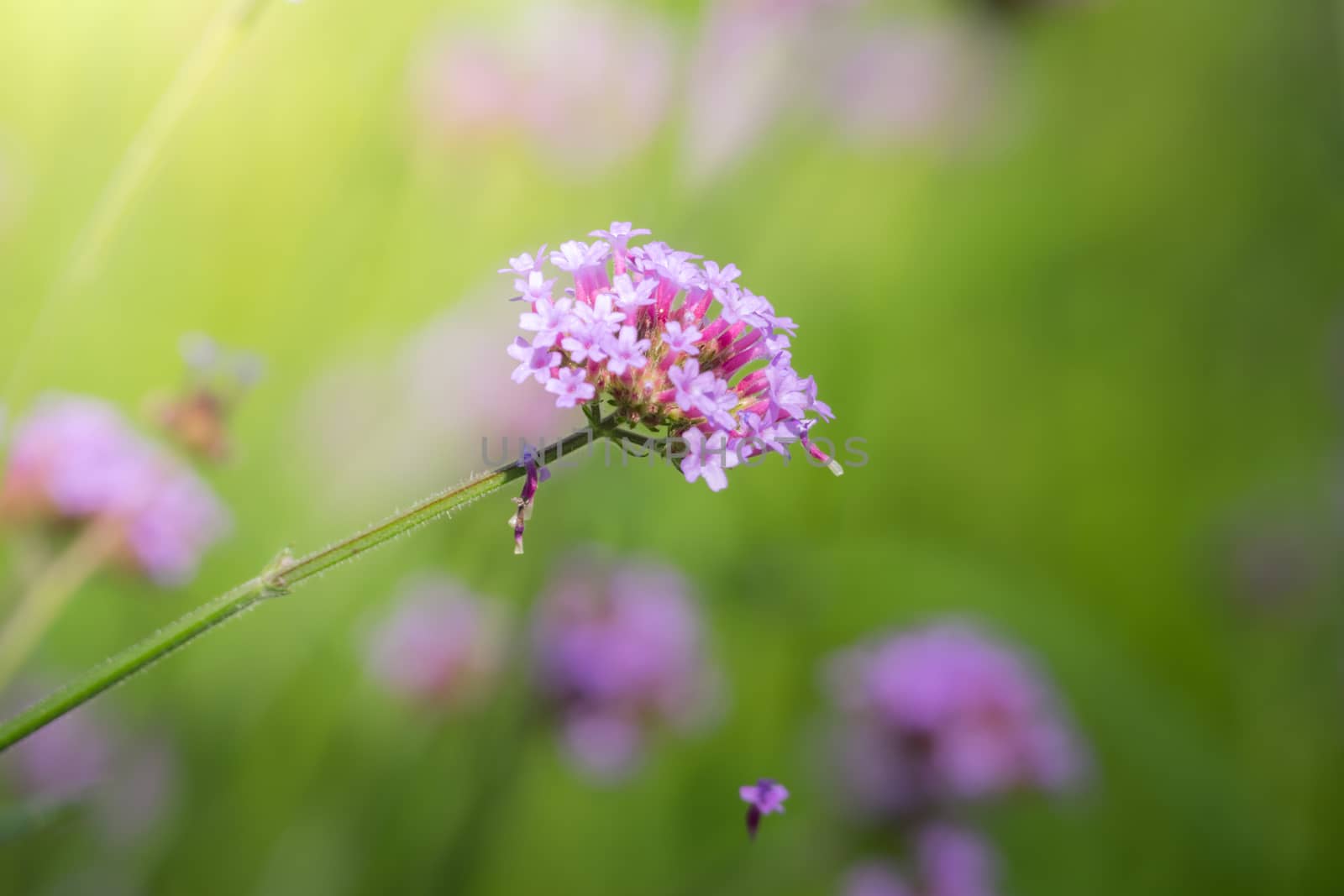 The background image of the colorful flowers by teerawit