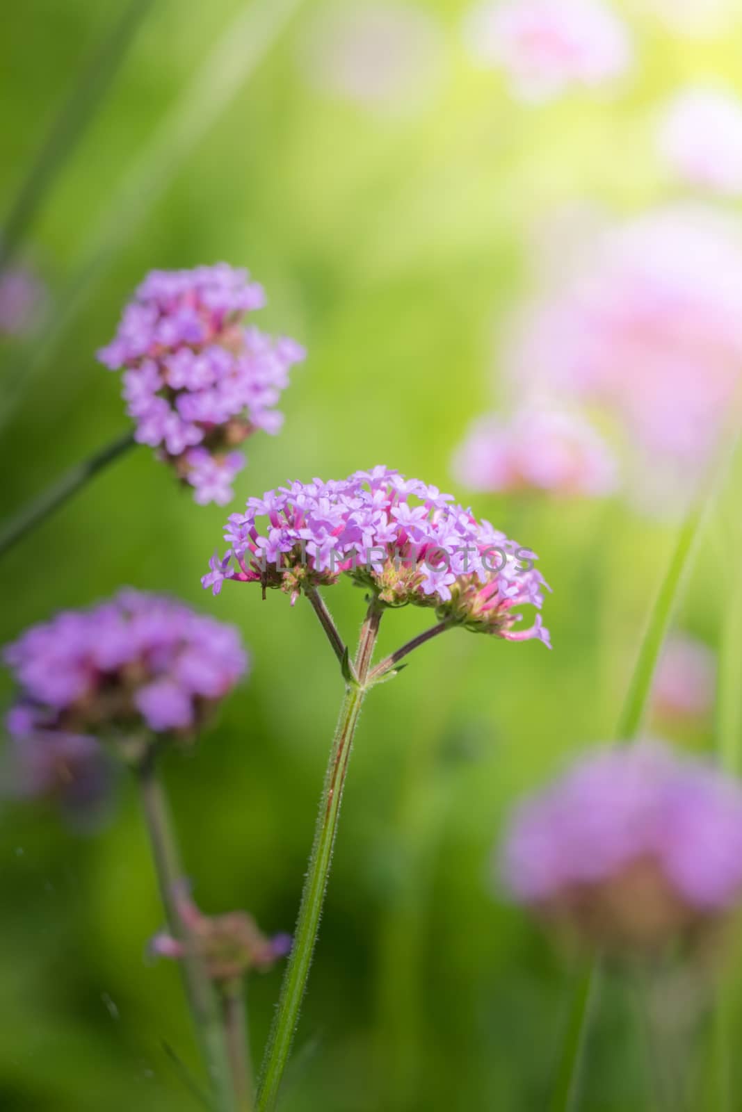 The background image of the colorful flowers, background nature