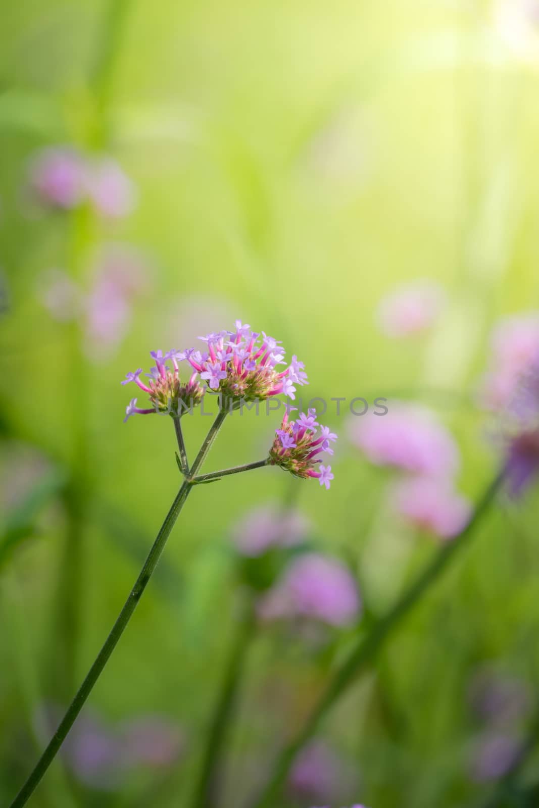 The background image of the colorful flowers, background nature