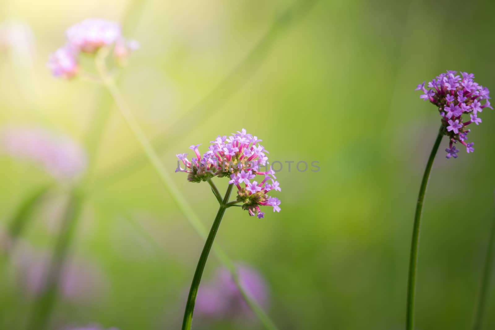 The background image of the colorful flowers by teerawit