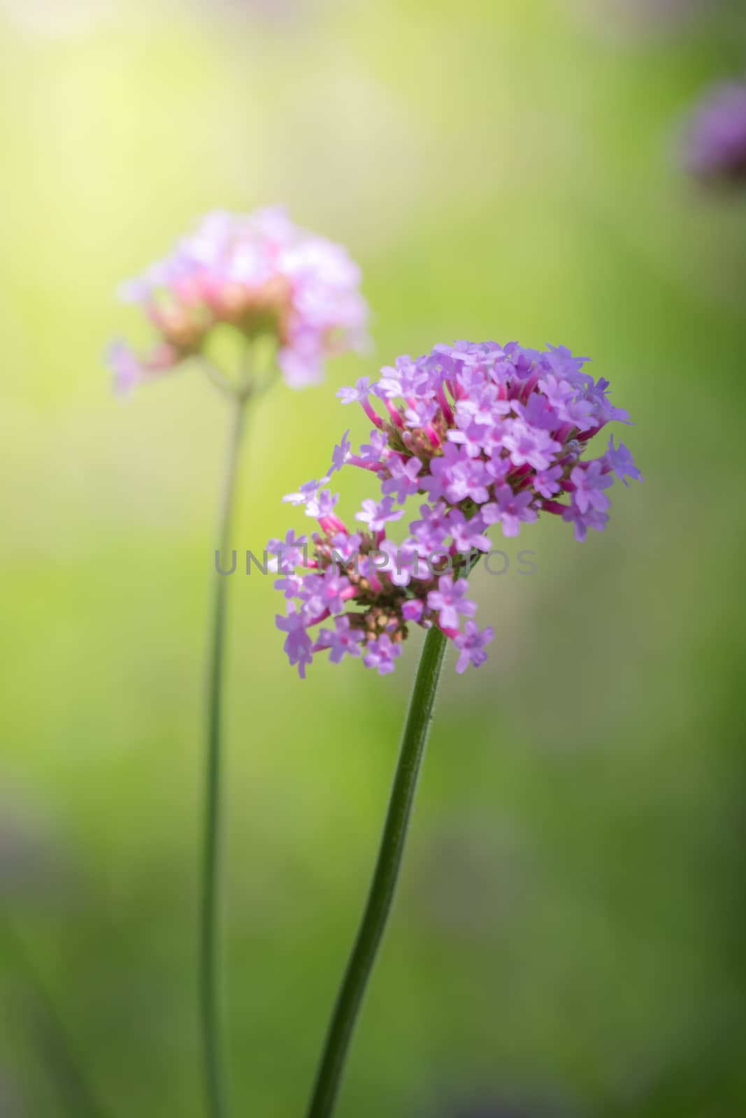 The background image of the colorful flowers, background nature