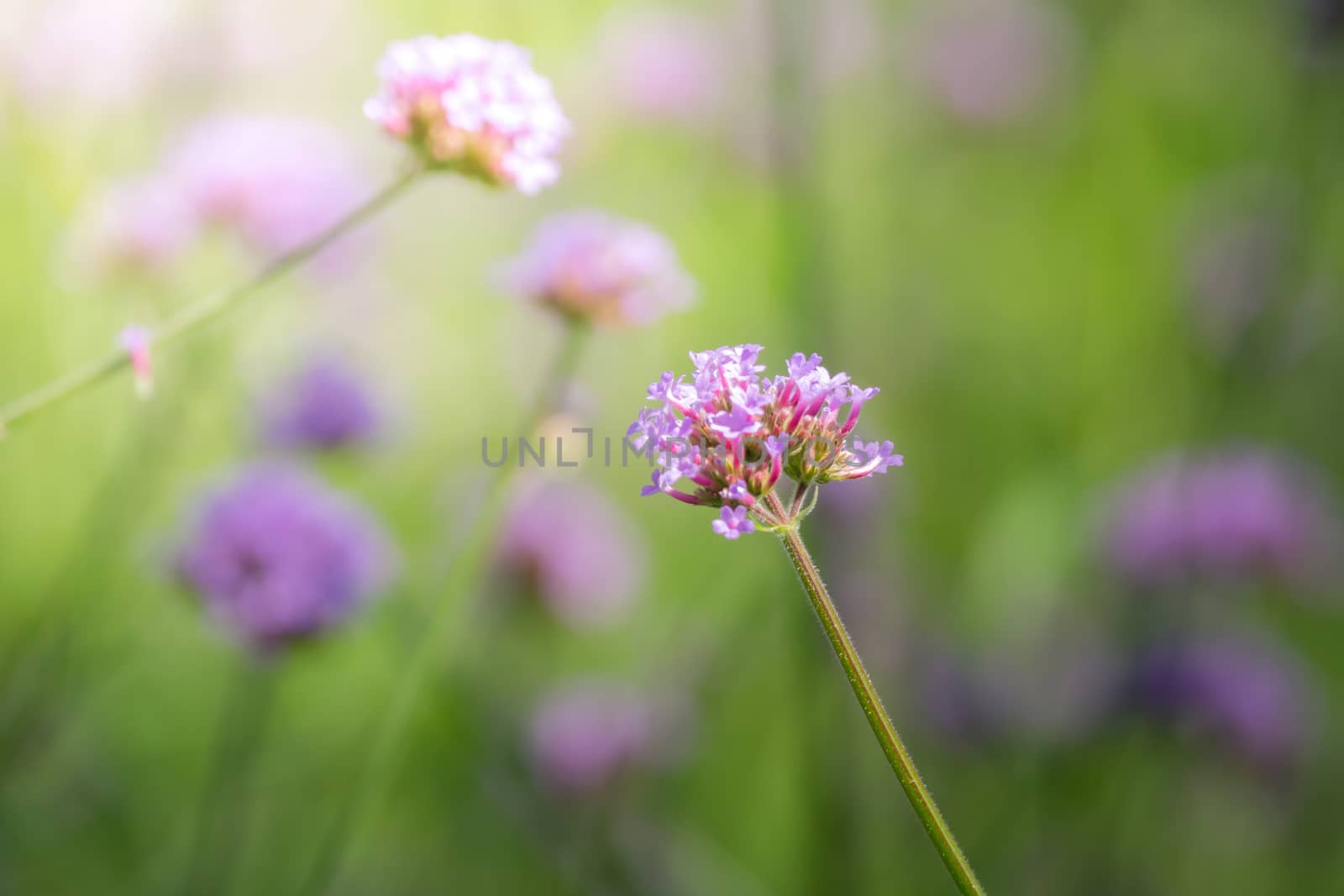 The background image of the colorful flowers by teerawit