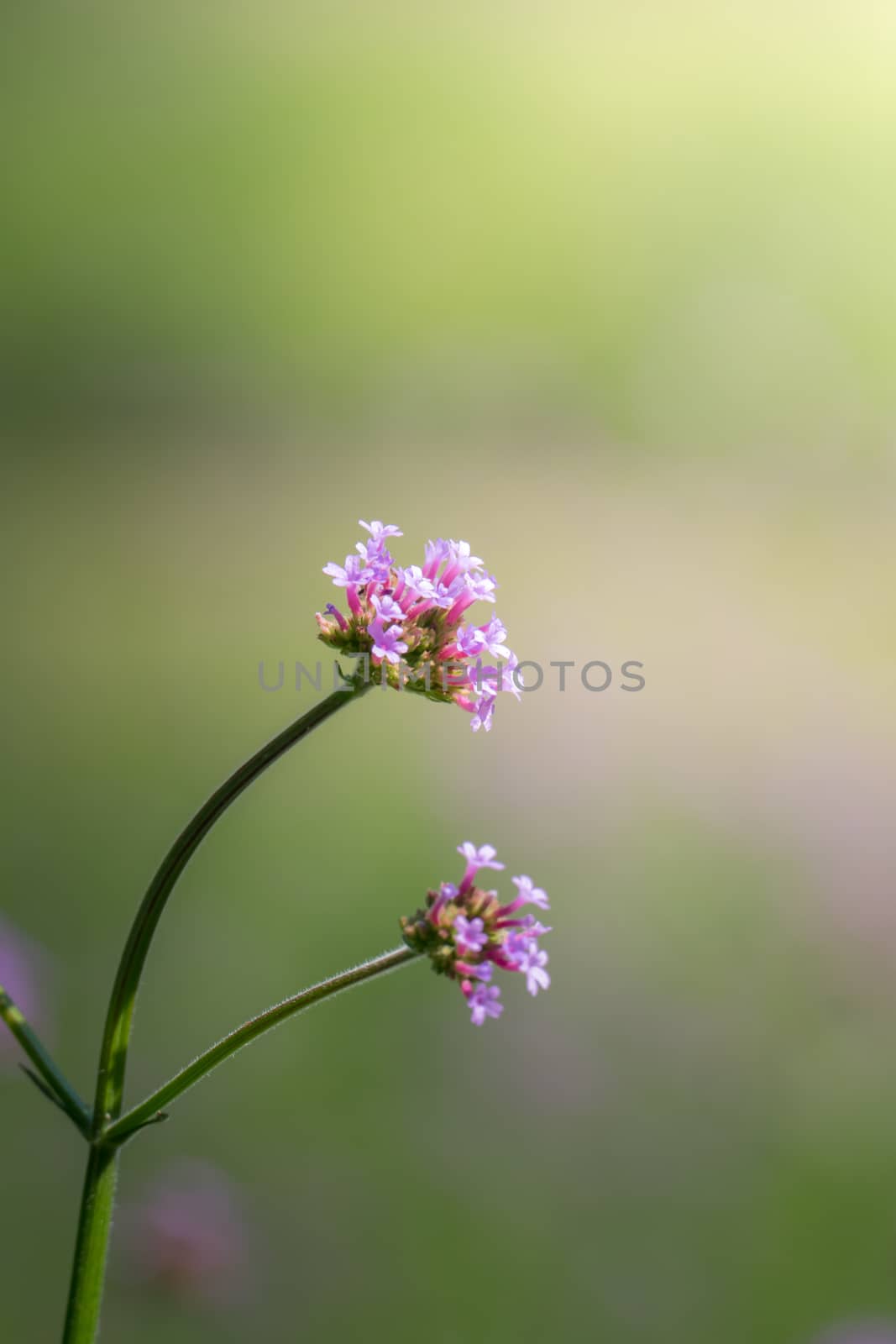 The background image of the colorful flowers, background nature