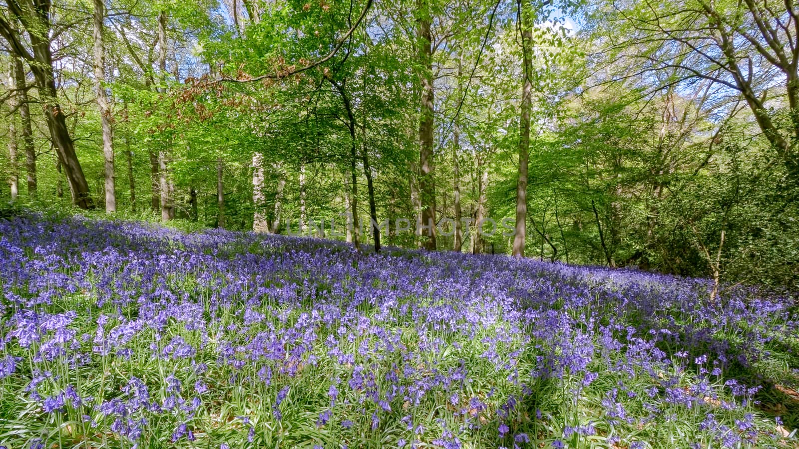 Bluebells in Staffhurst Woods near Oxted Surrey by phil_bird
