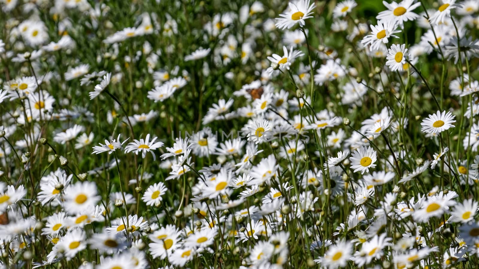 Meadowmat Common Daisy wild flowers in full bloom by phil_bird