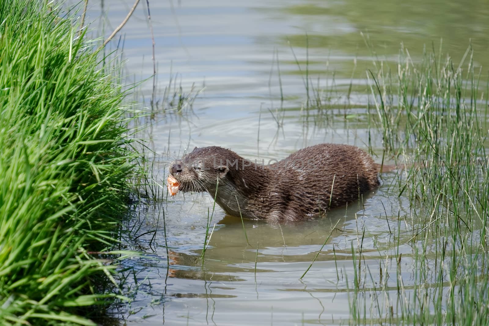 Eurasian Otter (Lutra lutra) in natural habitat by phil_bird