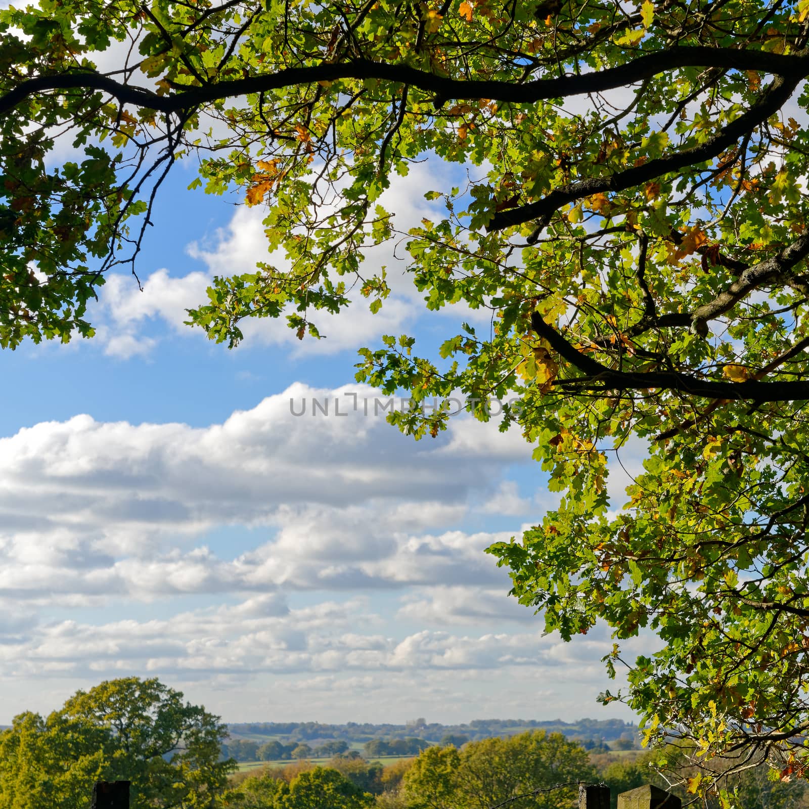 Leaves on an Oak tree changing colour in the autumn sunshine