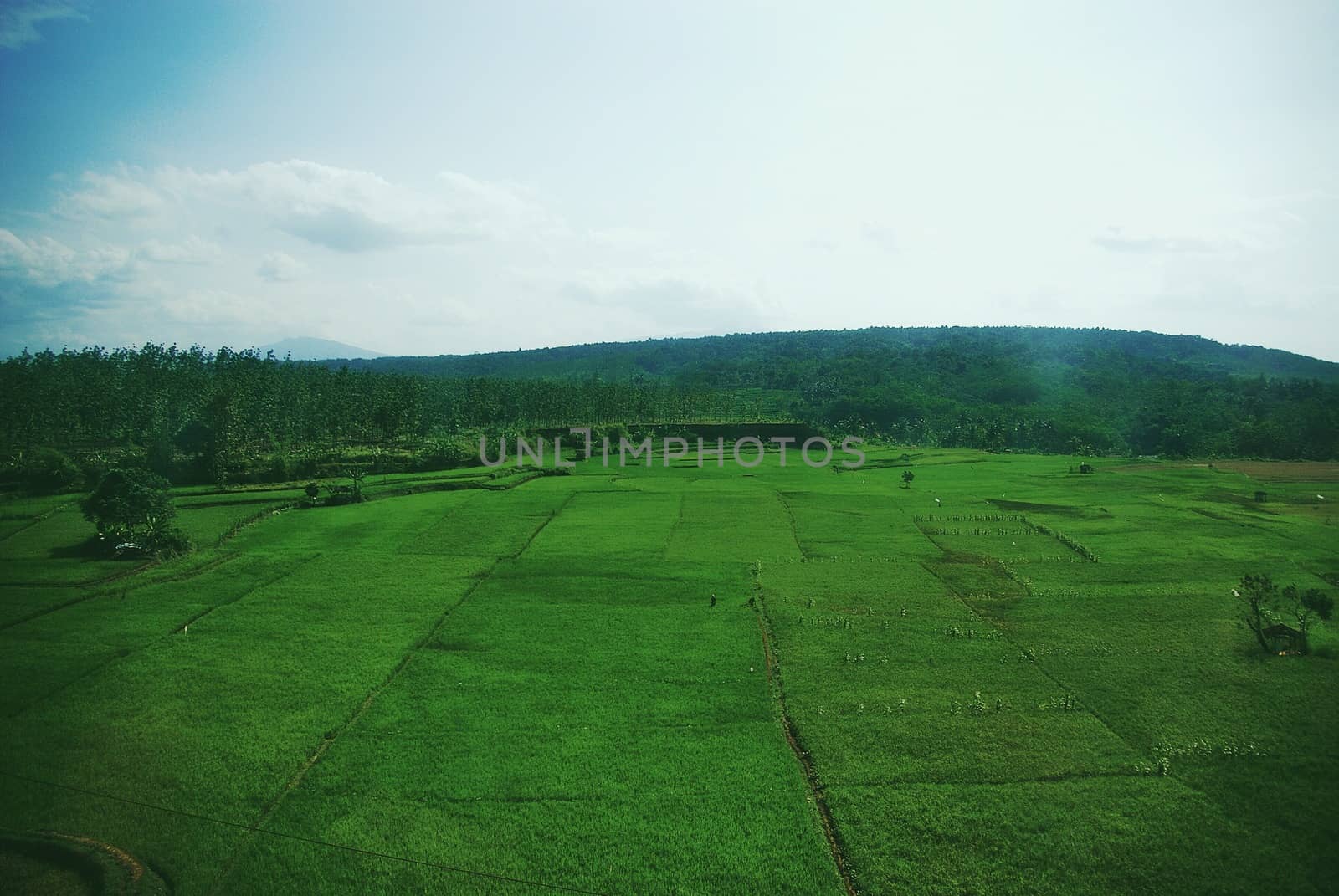 Greenery fields of Java Land by craigansibin