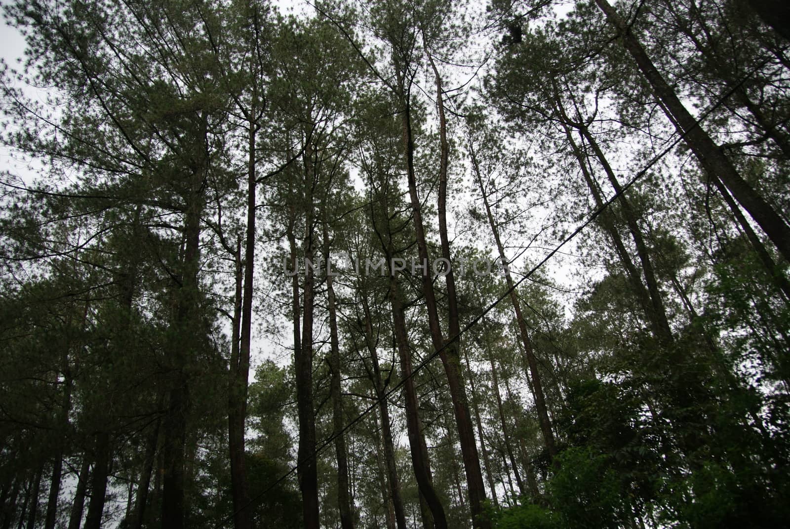 Tall tree of Bandung Rainforest along the road to Tangkuban Perahu by craigansibin