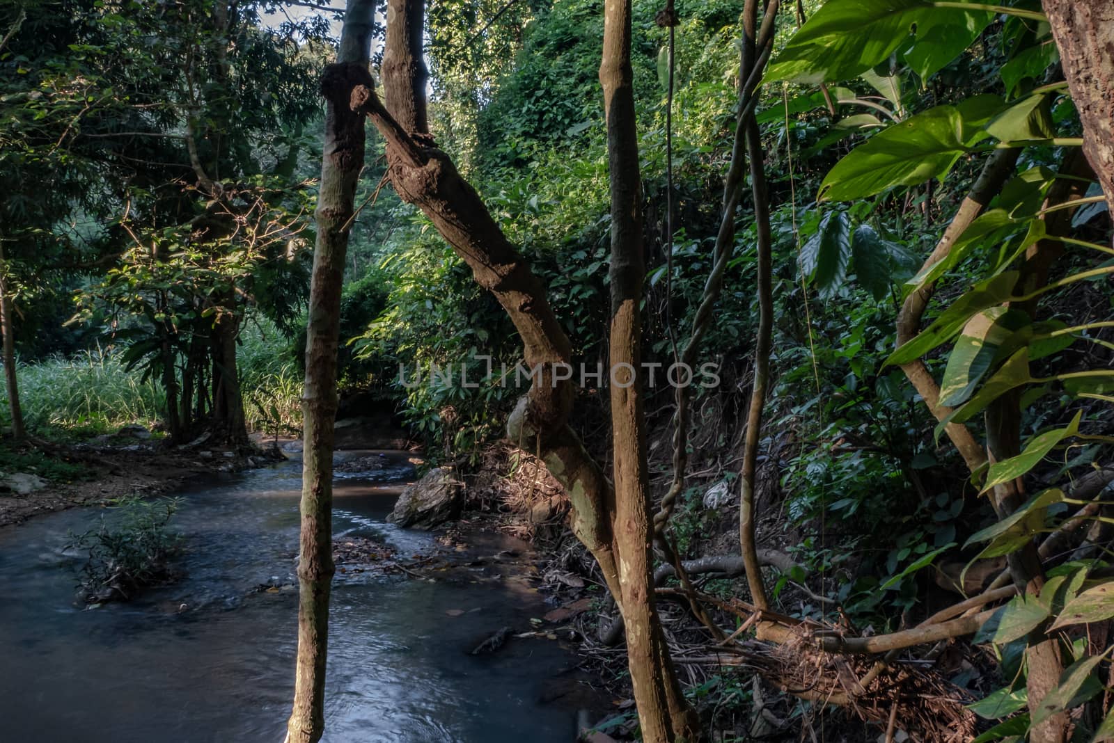 Tropical rainforest and river at Chiang Mai, Thailand, Asia.