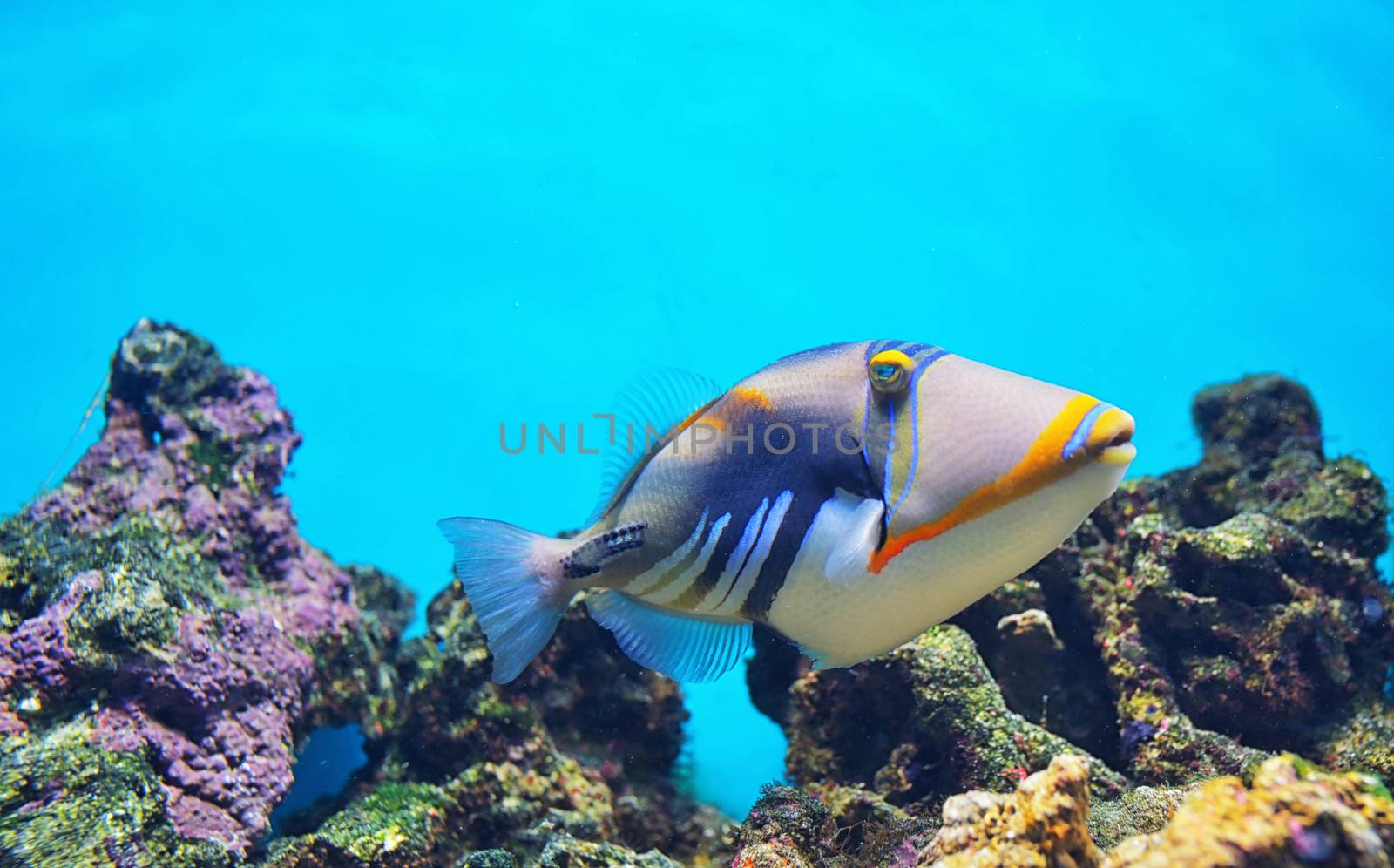 Lagoon triggerfish Coral reef Clown triggerfish