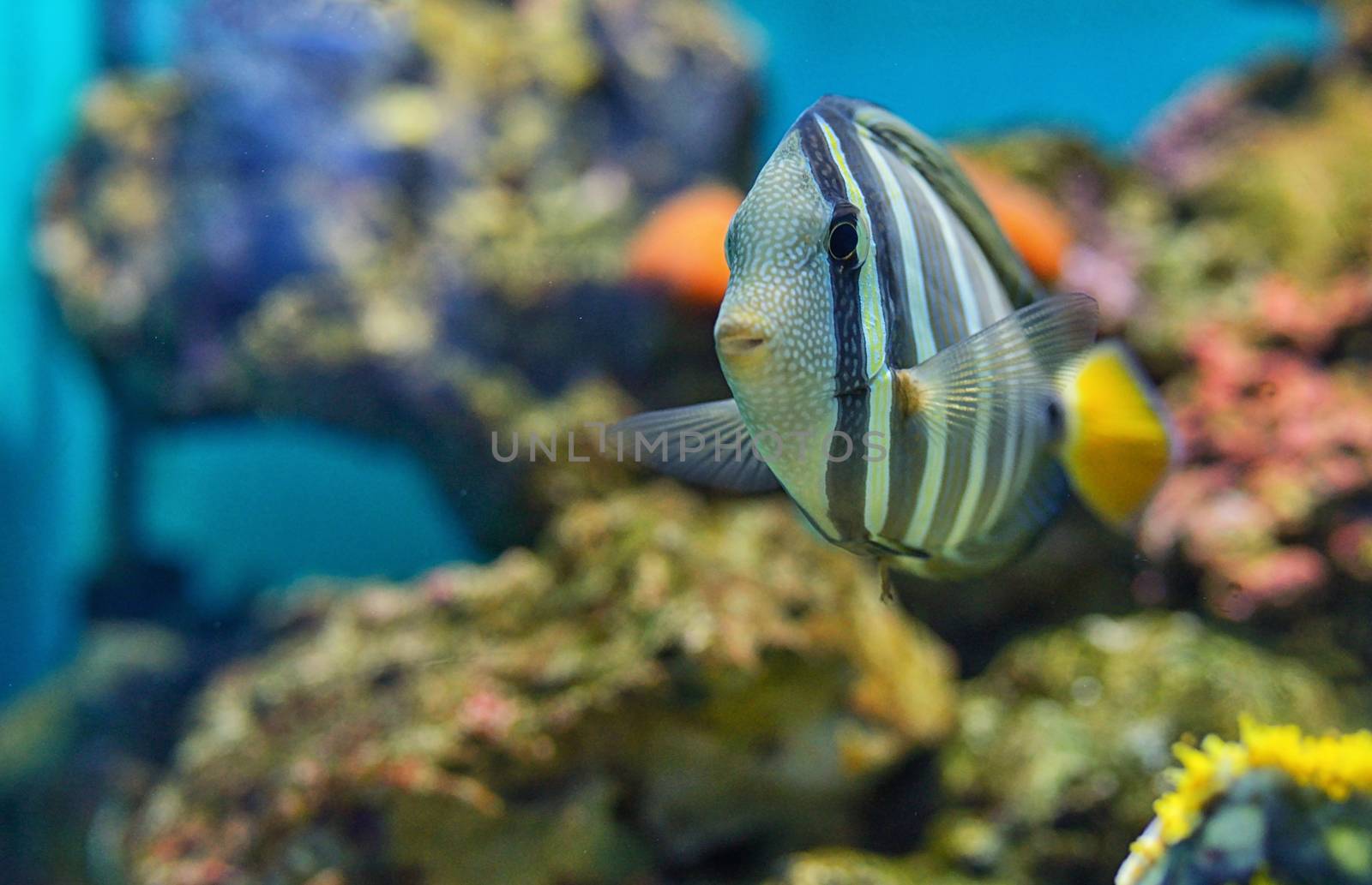 Sailfin tang (Zebrasoma veliferum) fish  by mady70