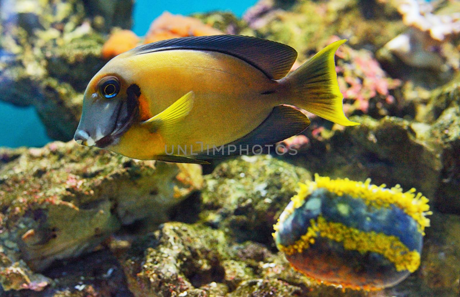 Naso tang fish, Naso lituratus in aquarium