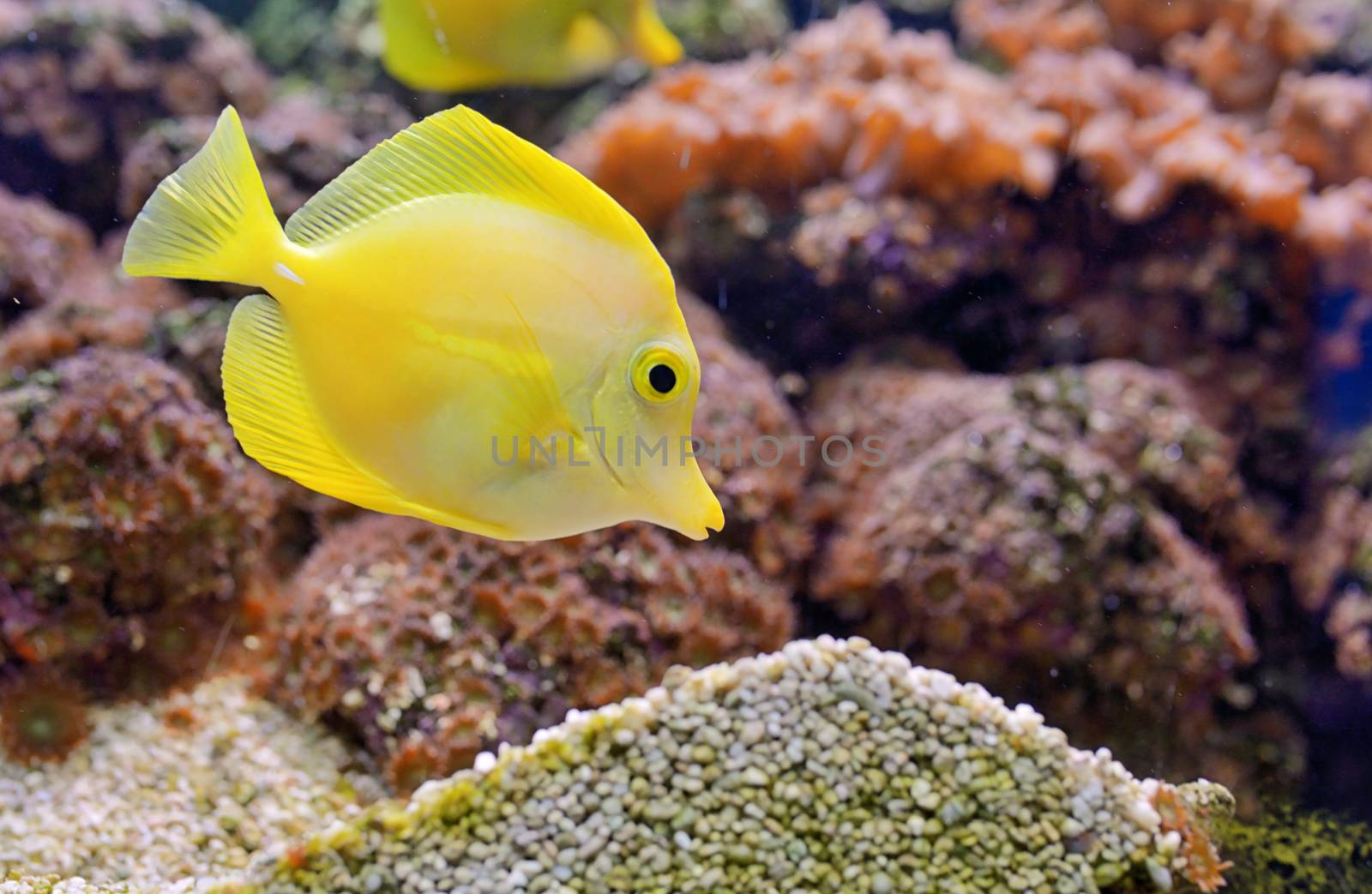 Zebrasoma fish and corals in aquarium