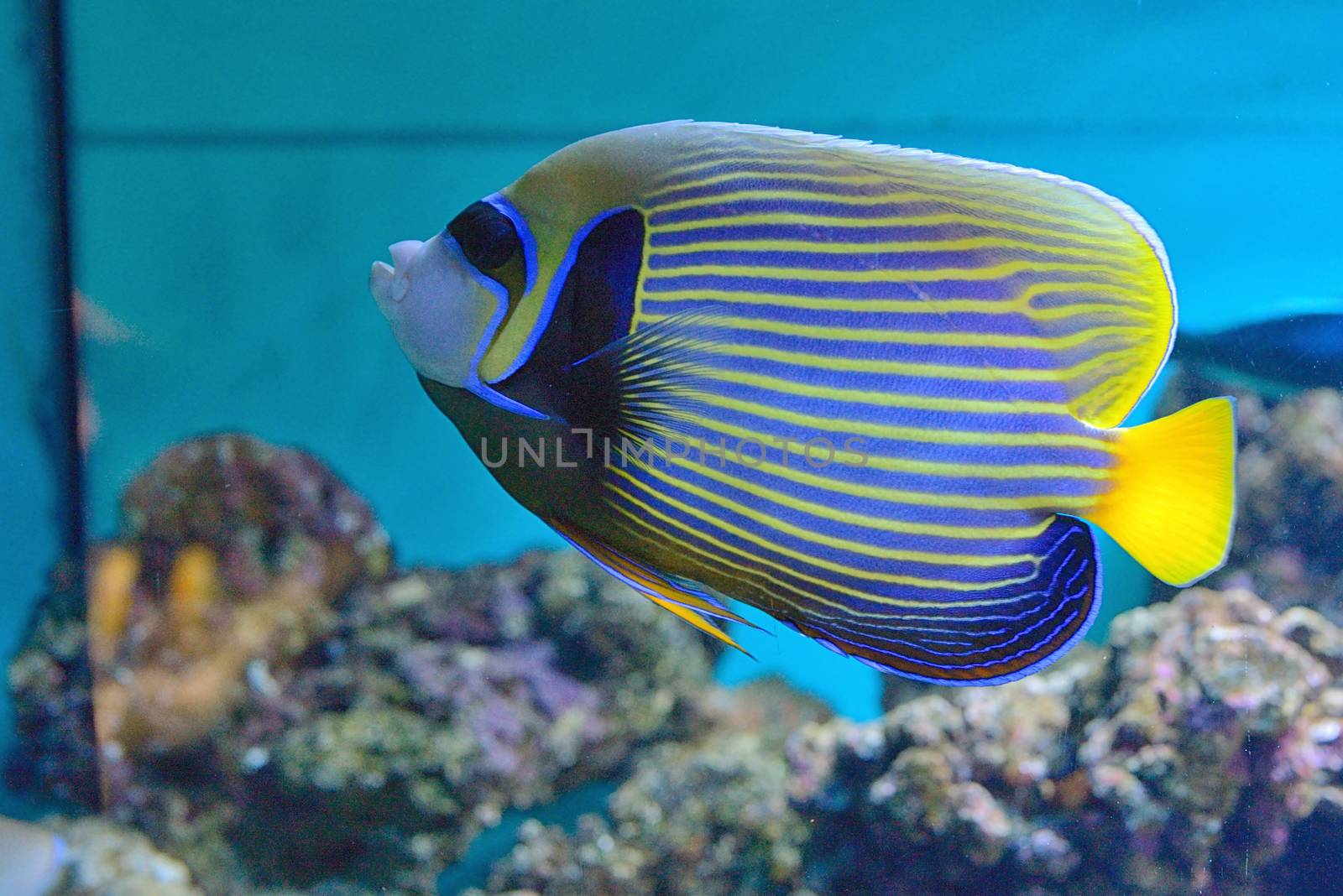 Underwater with Angel fish and coral reef 