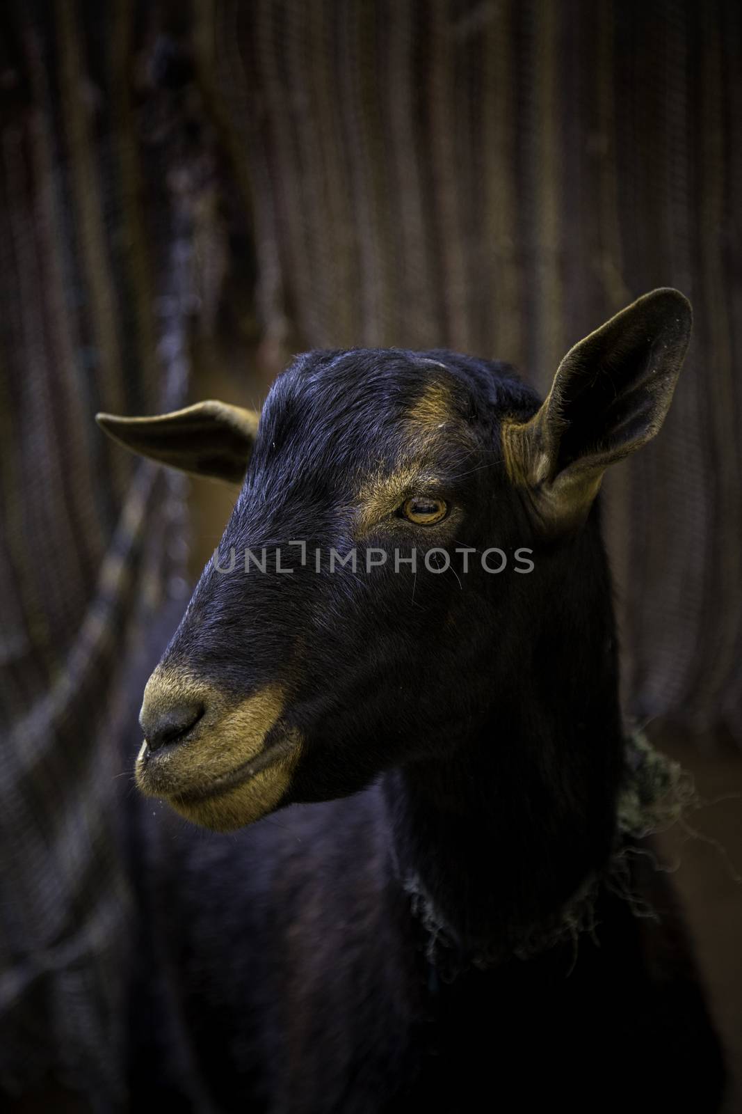 Sheep on a farm for animals, detail of mammalian animals, domestic animal, wool and milk production