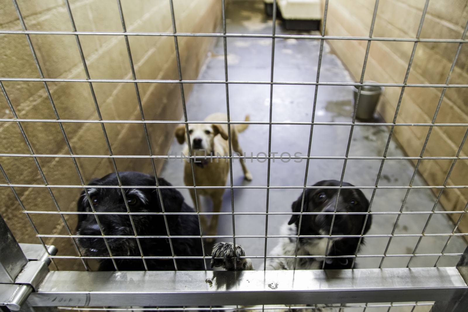 Kennel for abandoned dogs, pet detail in adoption