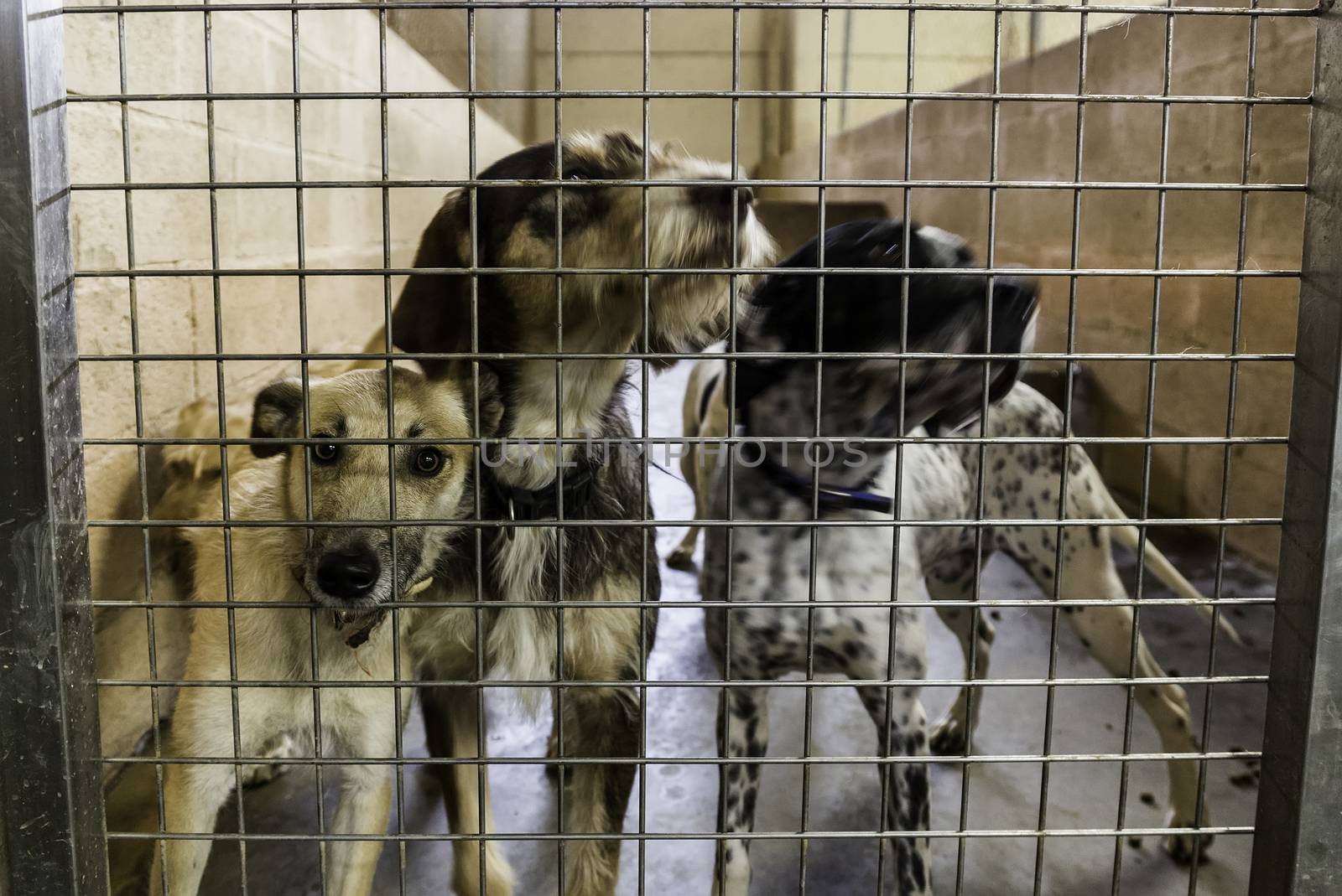 Kennel for abandoned dogs, pet detail in adoption