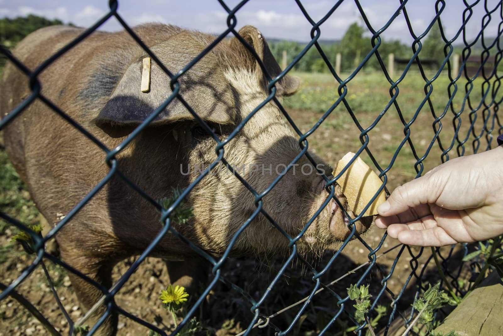 Farm pig, meat industry detail