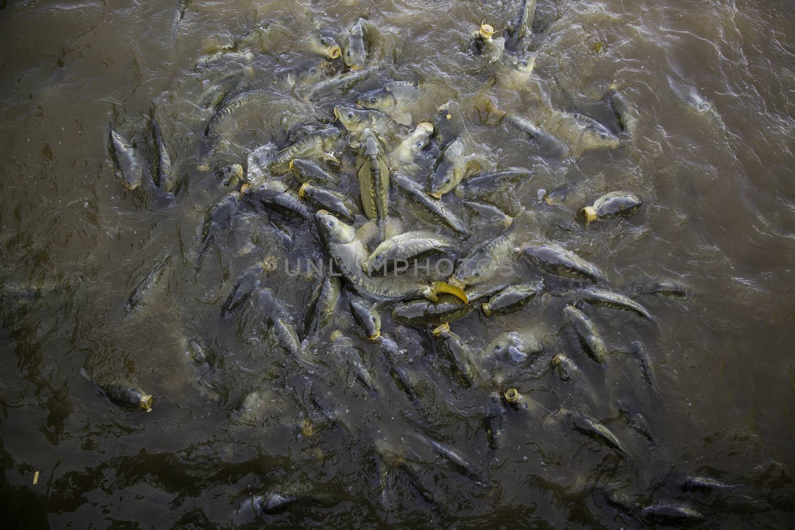 Many fish eating, wild river fish, fishing