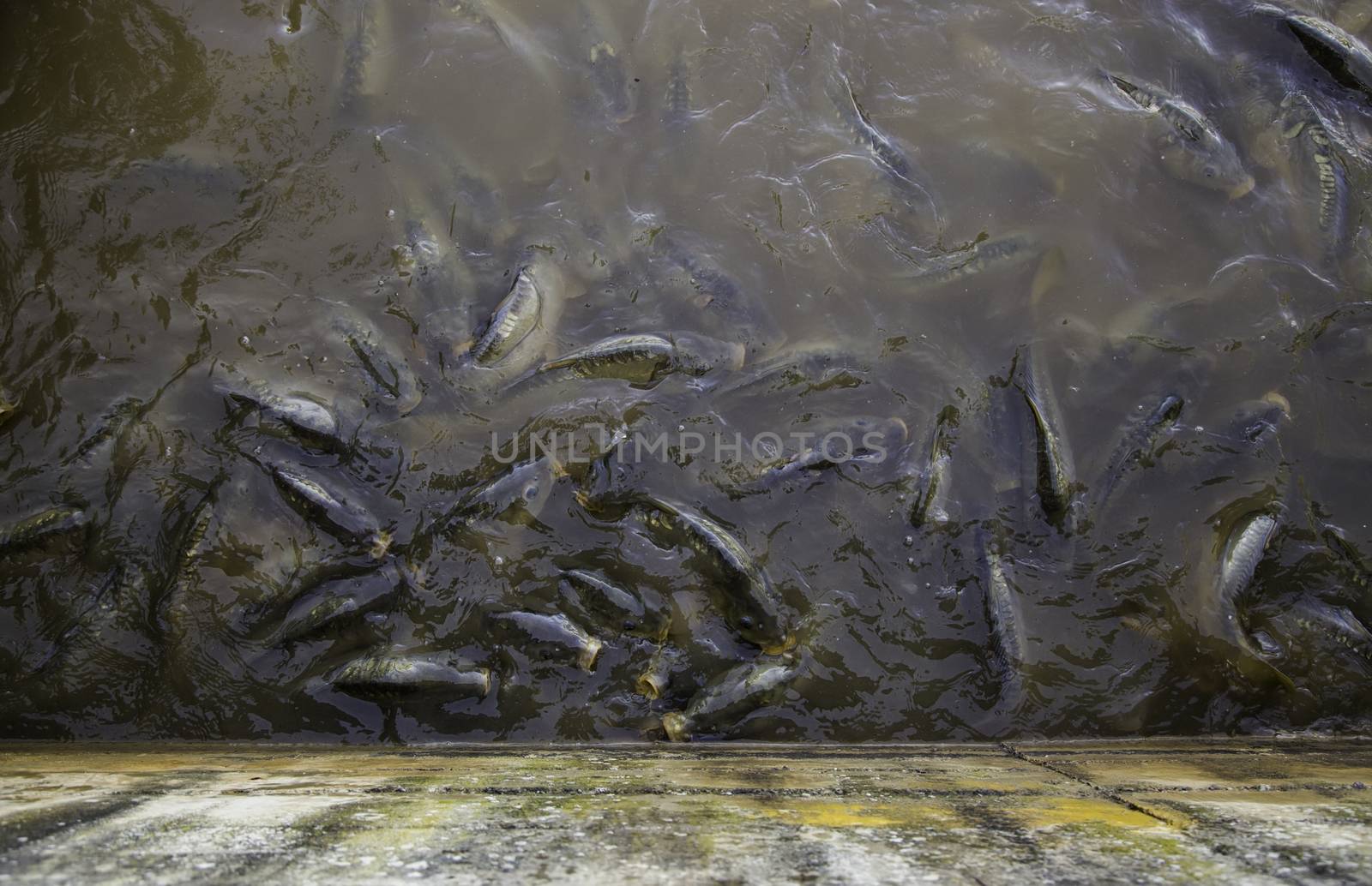 Many fish eating, wild river fish, fishing