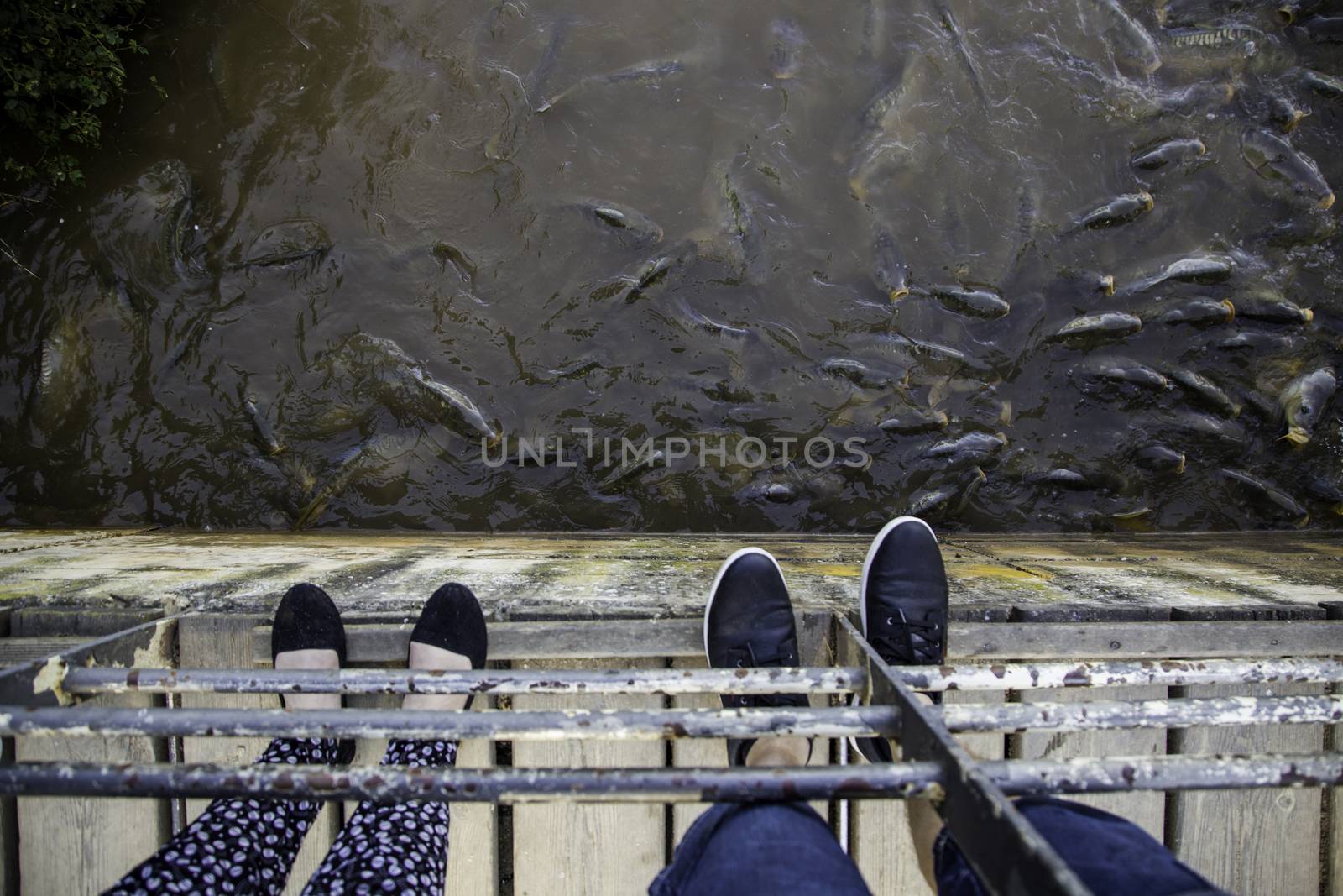 Many fish eating, wild river fish, fishing