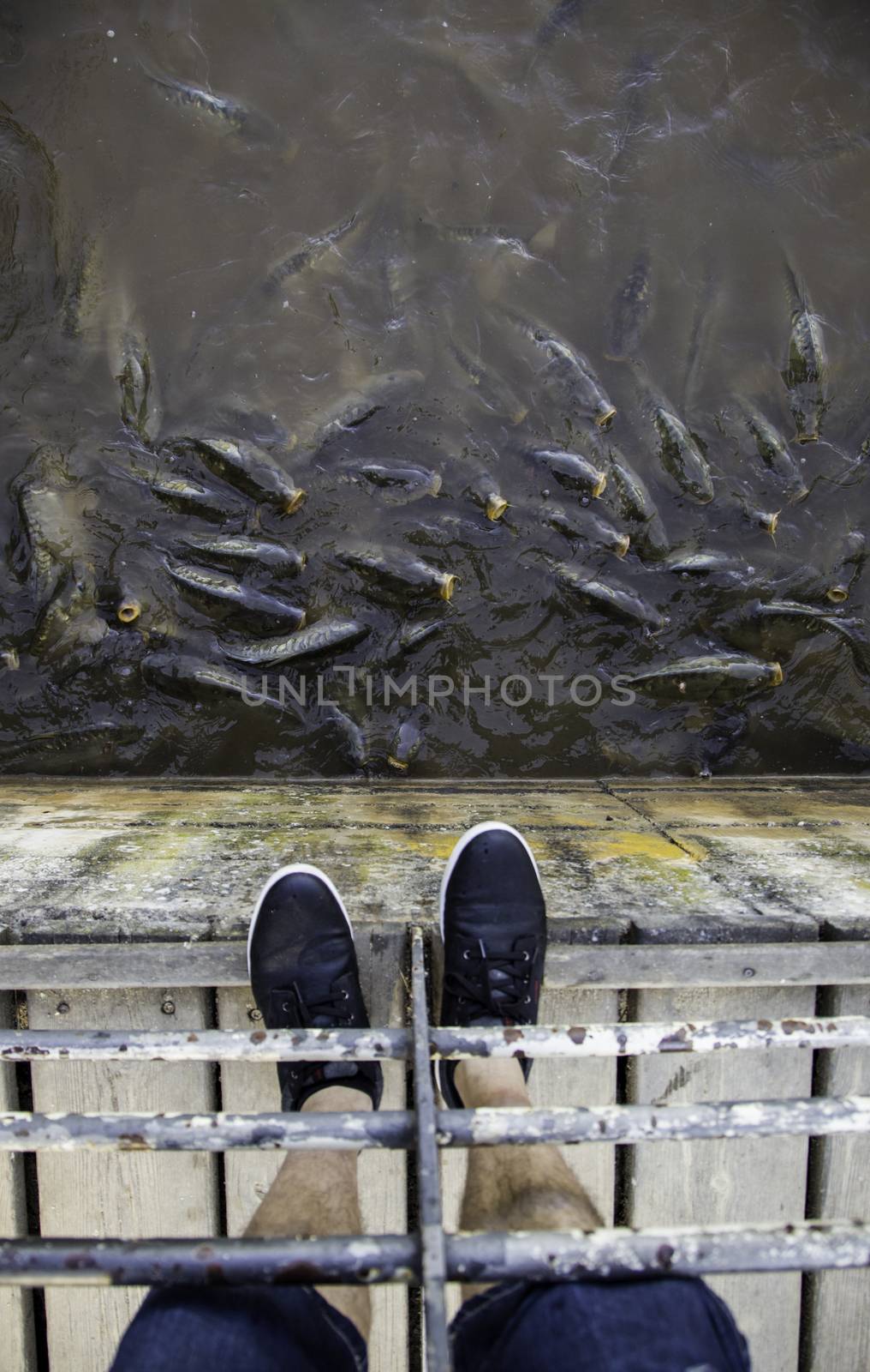Many fish eating, wild river fish, fishing