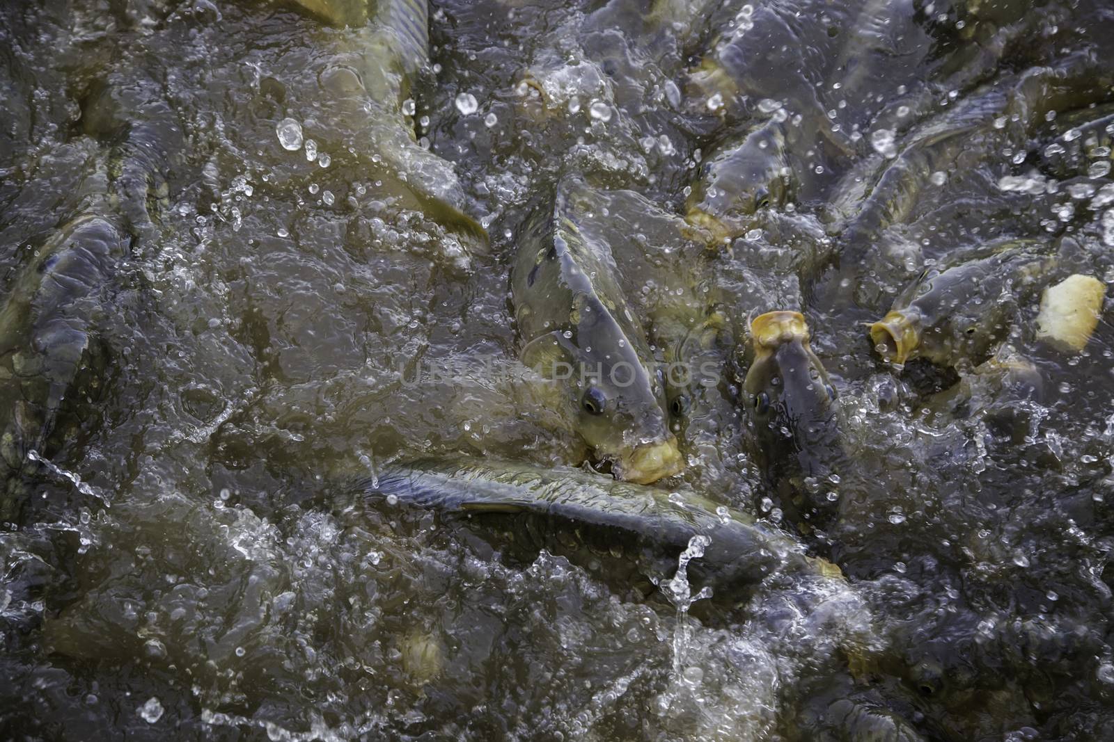 Many fish eating, wild river fish, fishing