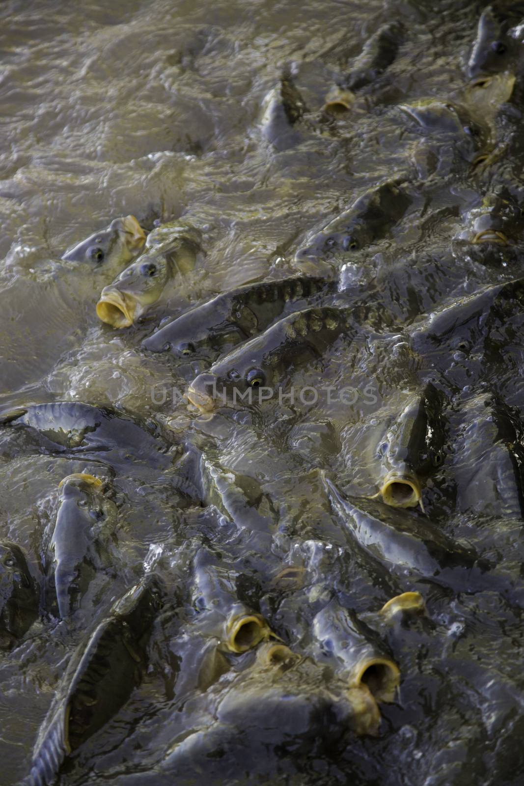 Many fish eating, wild river fish, fishing